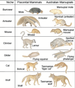 Beasts 4-9 marsupial conv.evo
